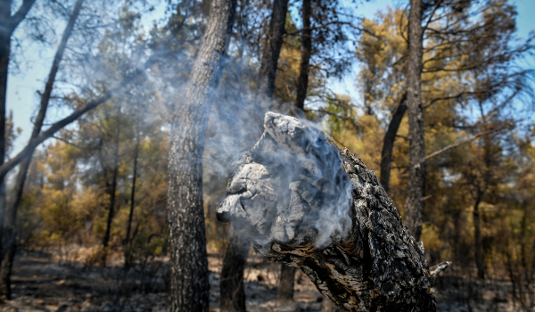 Φωτιές 2021: 500% αυξήθηκε η καμένη γη στην Ελλάδα - Αρνητική πρωτιά για τη χώρα