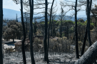 Λέκκας: Κάηκαν 500.000 στρέμματα – Εφιαλτικός θα είναι ο Αύγουστος