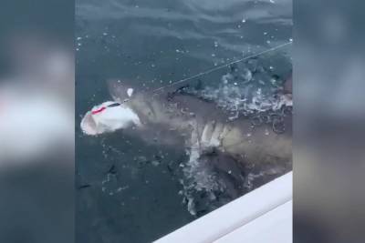 Μάχη ψαρά με καρχαρία με έπαθλο έναν μπακαλιάρο - μαντέψτε ποιος νίκησε