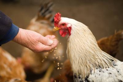 Τσεχία: Πρώτα κρούσματα της γρίπης των πτηνών