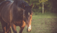 Κτηνωδία στην Αιτωλοακαρνανία: Σκότωσαν άγρια άλογα στον κάμπο της Λεπενούς