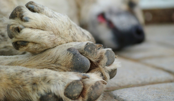 Κτηνωδία στα Χανιά: Σκότωσε σκύλο μπροστά στους γείτονες