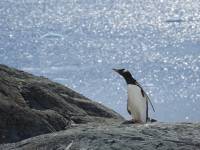 Μυστήριο με τη συρρίκνωση των πάγων στην Ανταρκτική