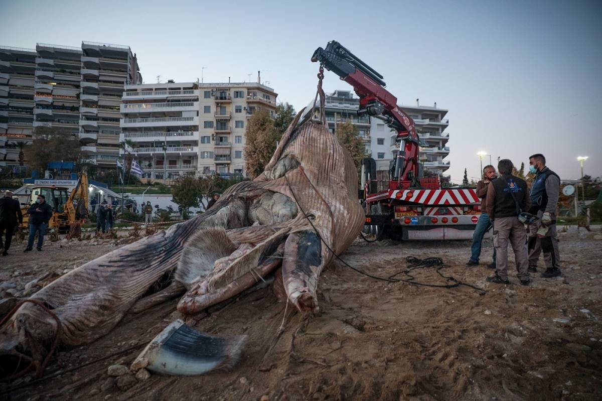 Φάλαινα ξεβράστηκε στον Πειραιά - Απίστευτες εικόνες