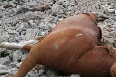 Επαναλαμβανόμενη φρίκη με νεκρά άλογα στην Πάρνηθα - Έχουν βρει κι άλλα στο ίδιο σημείο