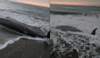 Νεκρές φάλαινες σε παραλίες της Κύπρου μετά τον σεισμό στην Τουρκία (βίντεο)