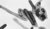 Πρώτοι θάνατοι από τον ιό Μάρμπουργκ - Η προειδοποίηση του ΠΟΥ