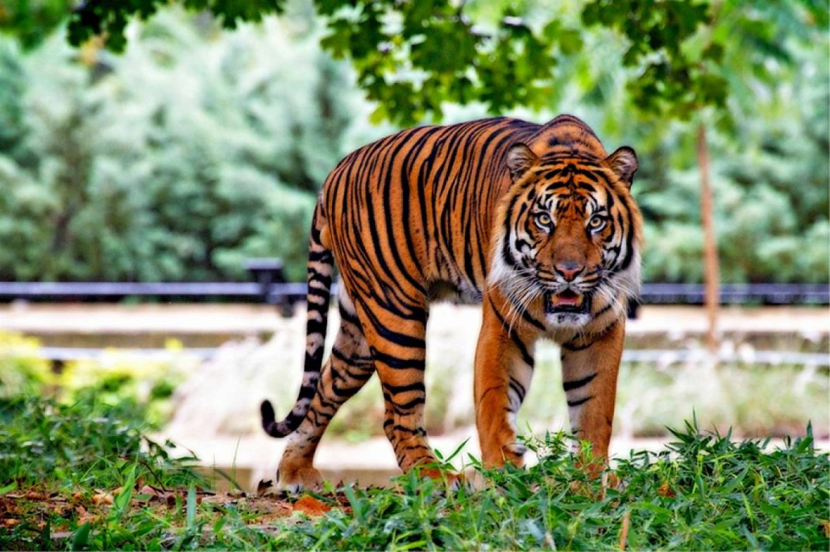 Ζυρίχη: Τίγρης σκότωσε υπάλληλο ζωολογικού κήπου