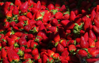 FDA: «Πετάξτε τις φράουλες» - Έρευνα για σύνδεση με έξαρση ηπατίτιδας Α