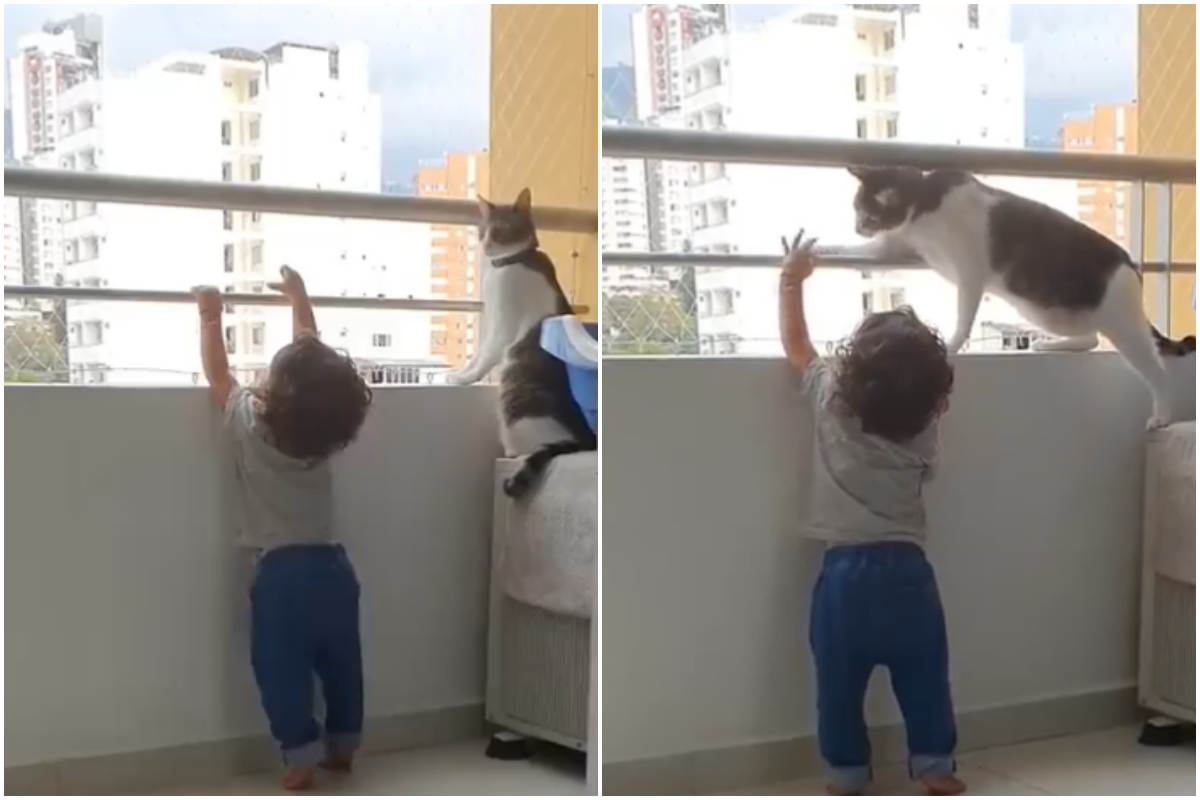 Γάτα – σωματοφύλακας σώζει μωρό από την άκρη του μπαλκονιού (Βίντεο)