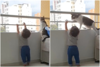 Γάτα – σωματοφύλακας σώζει μωρό από την άκρη του μπαλκονιού (Βίντεο)