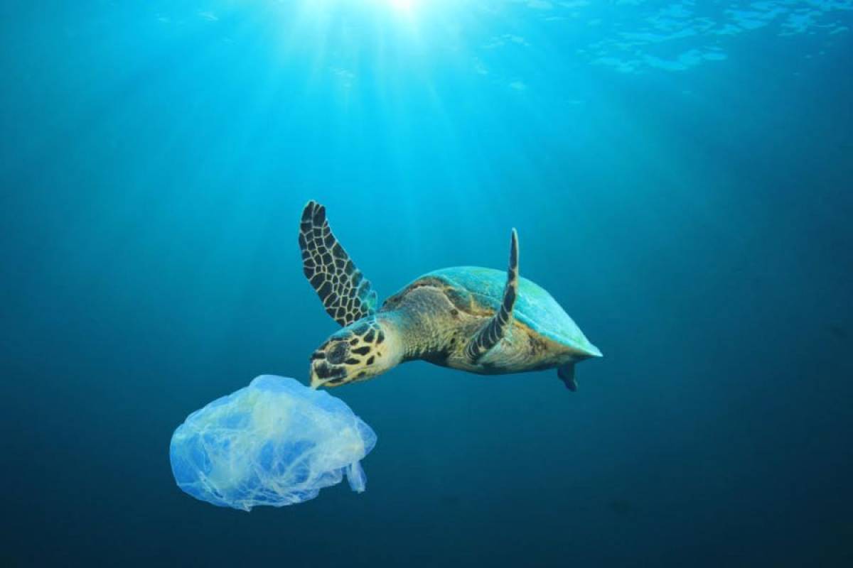 Πλαστικά στο 70% των θαλάσσιων χελωνών του «ΑΡΧΕΛΩΝ»