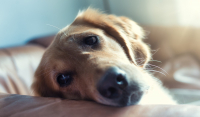 Έρευνα: Οι σκύλοι δακρύζουν από συγκίνηση όταν ξαναβλέπουν το αφεντικό τους