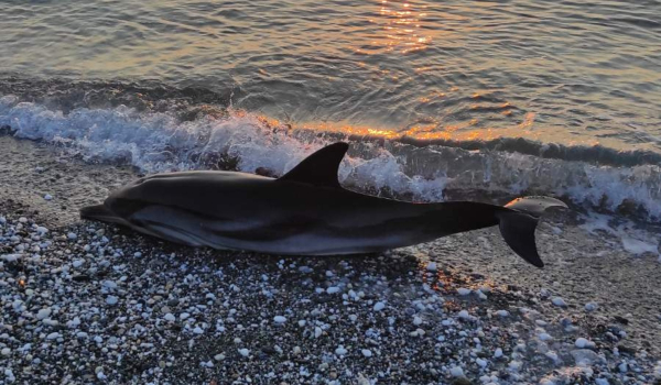 Θλιβερό θέαμα στη Λάρισα: Δελφίνι ξεβράστηκε νεκρό στην παραλία