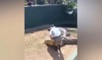 Αφρική: Κροκόδειλος - γίγας 5 μέτρων άρπαξε τον εκπαιδευτή του (Βίντεο)