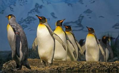 Συναυλία για... πιγκουίνους και φώκιες στην Ανταρκτική