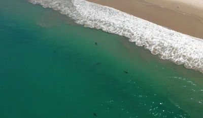 Βίντεο: Κοπάδια καρχαριών βγαίνουν στα ρηχά στις ΗΠΑ - Η εξήγηση των ειδικών
