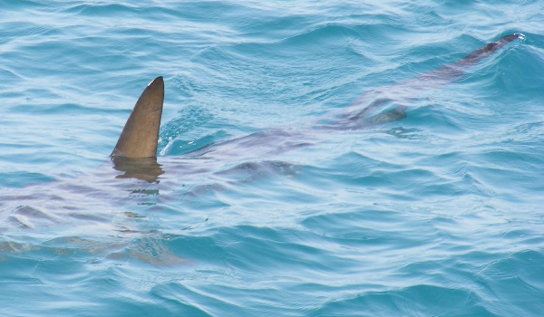 Ηλεία: Καρχαρίας στην παραλία του Μπισχινόκαμπου Ζαχάρως (φωτογραφίες)