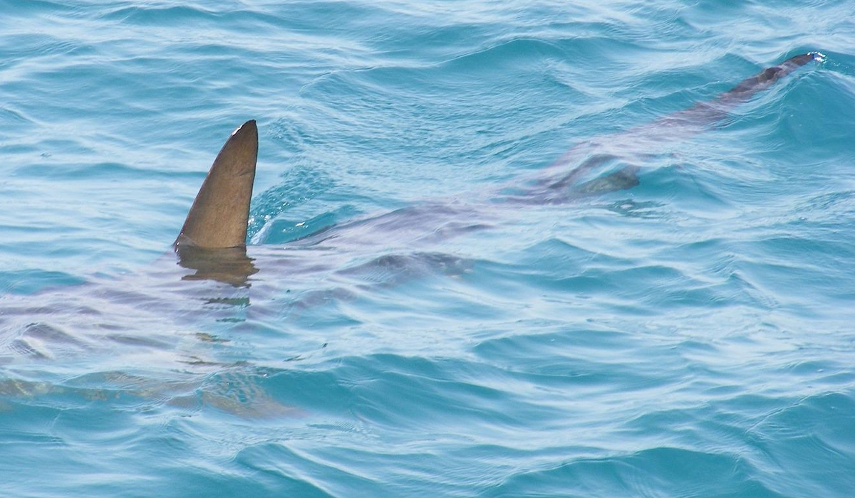 Ηλεία: Καρχαρίας στην παραλία του Μπισχινόκαμπου Ζαχάρως (φωτογραφίες)