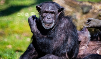 Βρέθηκαν ύποπτα κρούσματα λέπρας σε χιμπατζήδες