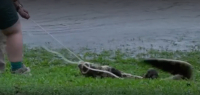 Αυστραλία: Πλημμύρες από τον κυκλώνα Τζάσπερ - Βγήκαν κροκόδειλοι στους δρόμους