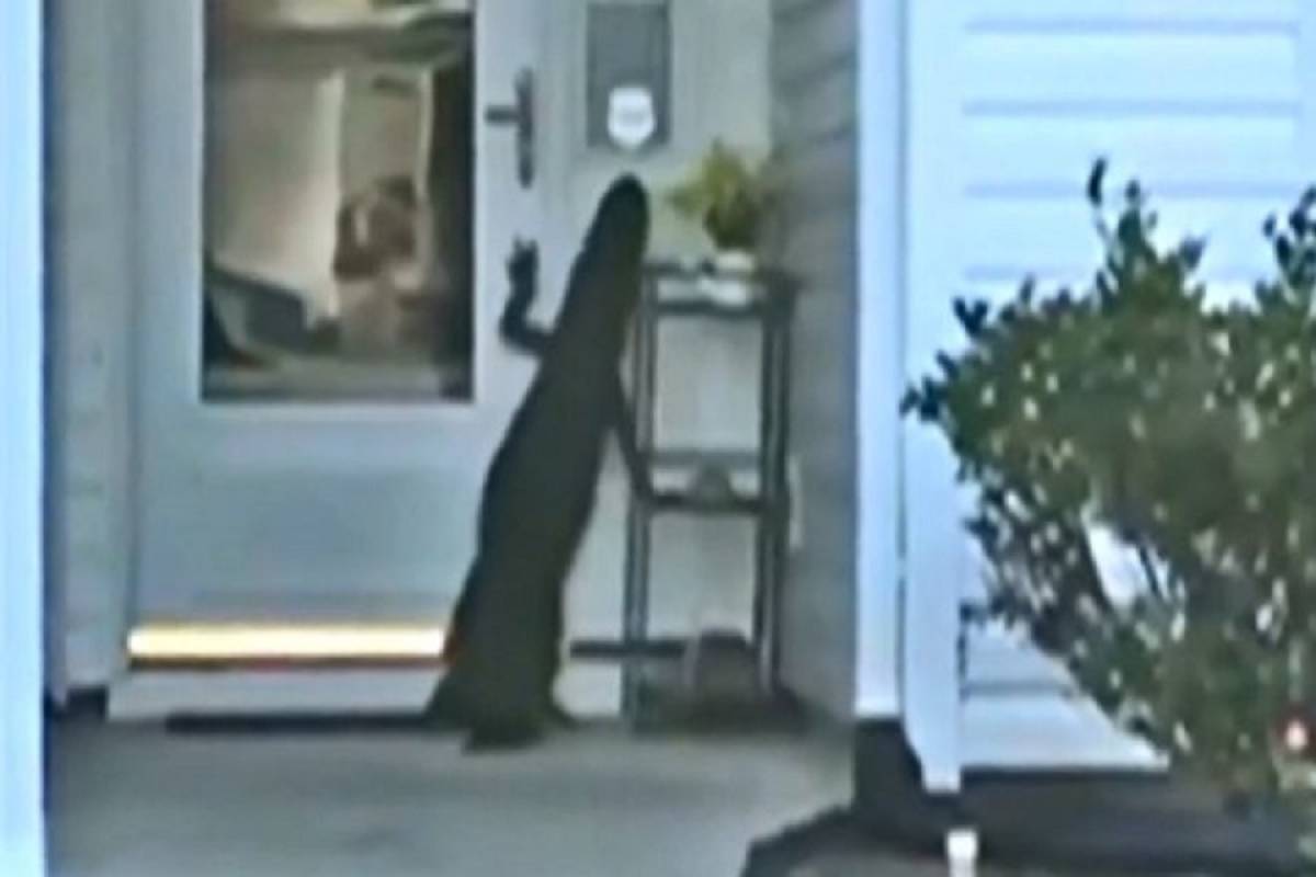 Αλιγάτορας προσπάθησε να ανοίξει πόρτα σπιτιού