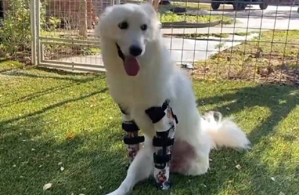 Σκυλάκος που γεννήθηκε με ένα πόδι περπατά για πρώτη φορά