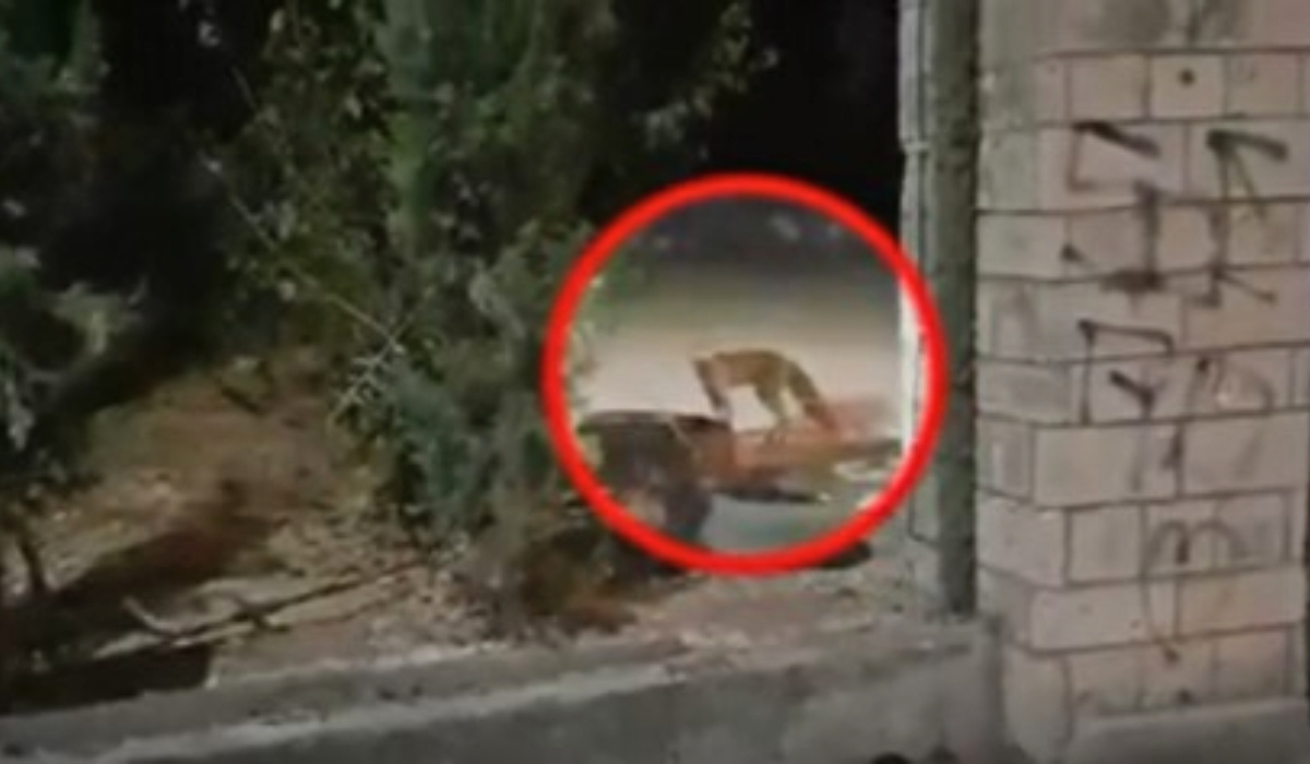 Απίστευτο: Αλεπού έκανε βόλτες στα Ιλίσια (Βίντεο)