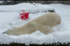 Αρκούδα κυλιέται και διασκεδάζει στο χιόνι