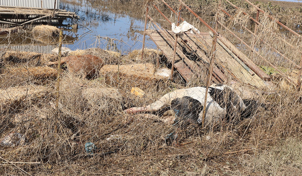 Θεσσαλία: Αλαλούμ για την απομάκρυνση των νεκρών ζώων – Αγανακτισμένοι οι κάτοικοι, ζητούν λύσεις