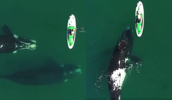 Η συγκλονιστική στιγμή που γιγάντιες φάλαινες προσεγγίζουν ανυποψίαστο κωπηλάτη