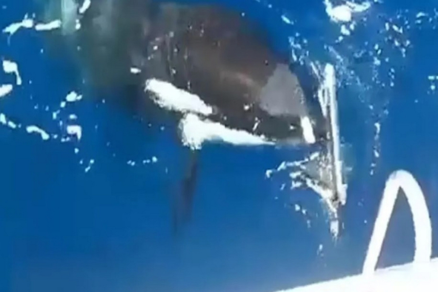 Φάλαινα όρκα επιτίθεται σε σκάφος και κόβει το πηδάλιο με τα δόντια της (βίντεο)