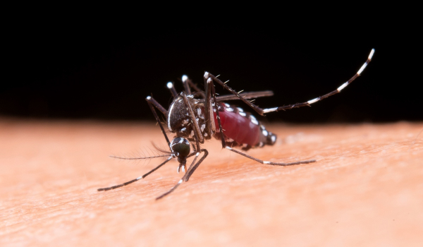 Τσικουνγκούνια: Ο ιός που μεταδίδεται από το κουνούπι τίγρη – Τα συμπτώματα