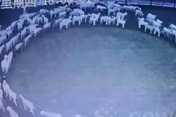 Μυστήριο με πρόβατα στην Κίνα - Έκαναν κύκλους αδιάκοπα 12 μέρες (Βίντεο)