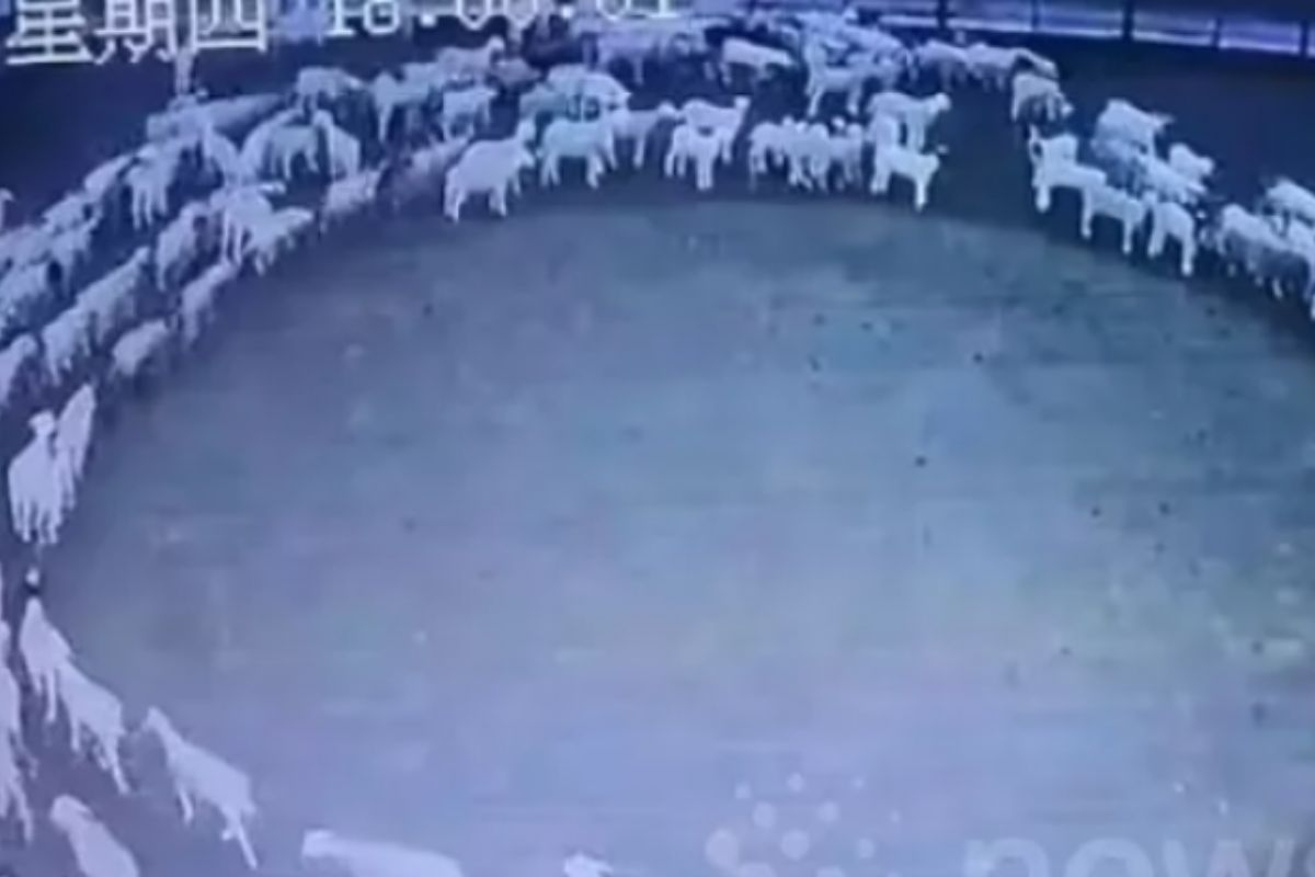 Μυστήριο με πρόβατα στην Κίνα - Έκαναν κύκλους αδιάκοπα 12 μέρες (Βίντεο)