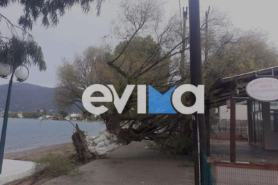 Κακοκαιρία: Σοβαρά προβλήματα στην Εύβοια - Δέντρο έπεσε σε μαγαζί