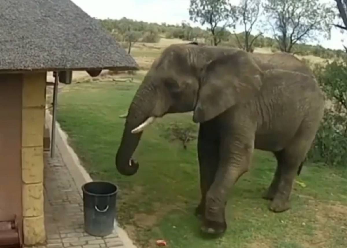 Ελέφαντας μαζεύει σκουπίδια των ανθρώπων