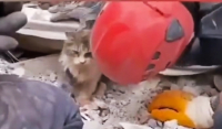 Σεισμός στην Τουρκία: Η στιγμή που διασώστες απεγκλωβίζουν γάτα από τα συντρίμμια