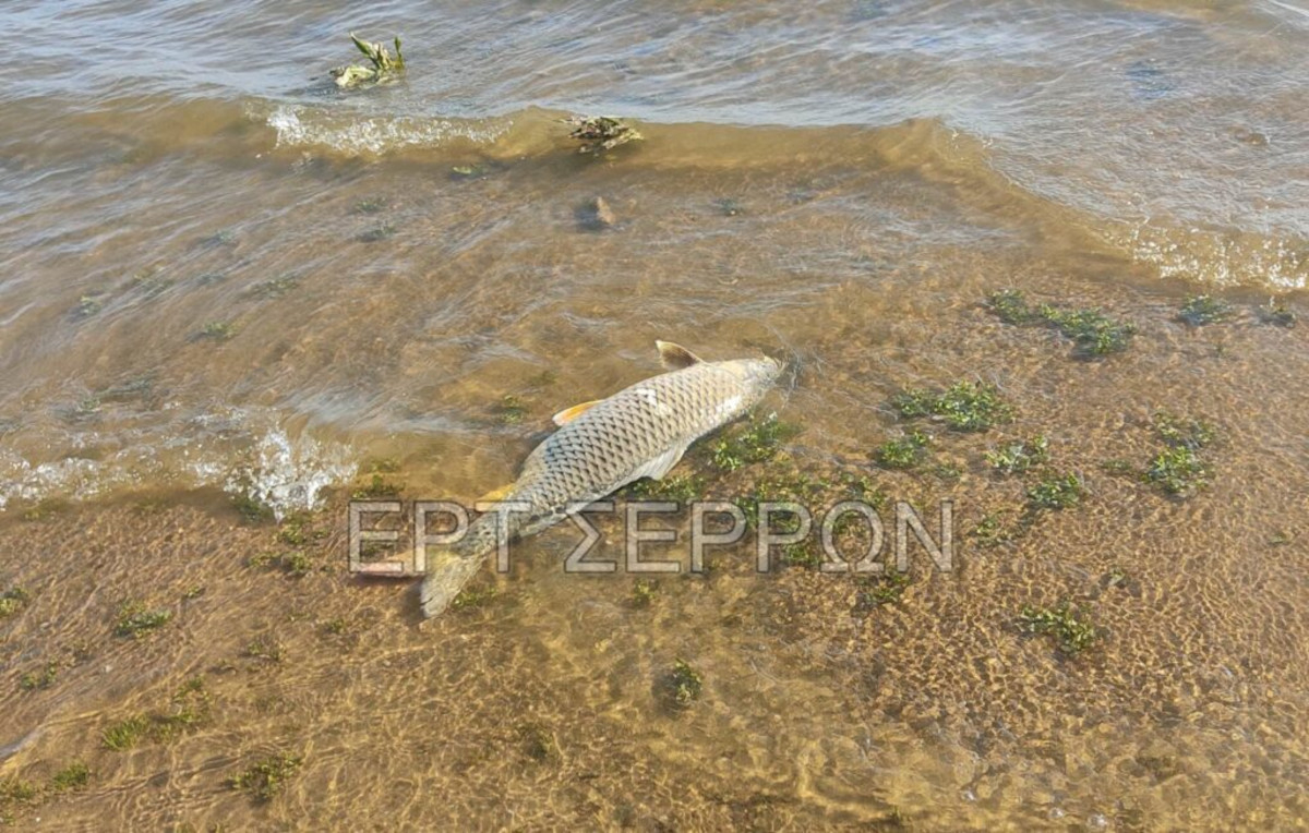 Δεκάδες νεκρά ψάρια εμφανίστηκαν στη λίμνη Κερκίνη (βίντεο)