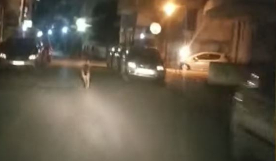 Λύκος έκοβε βόλτες στην Αλεξάνδρεια - Πετάχτηκε μπροστά σε ντελιβερά