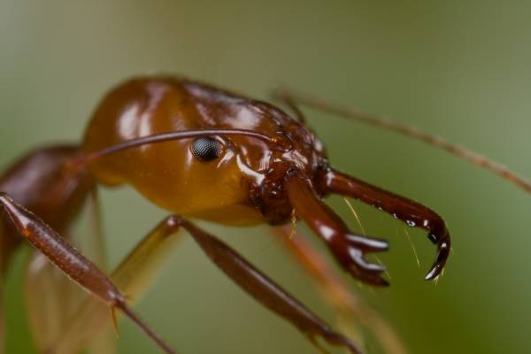 Οι δαγκάνες του μυρμηγκιού «Δράκουλα» πιάνουν τα 320 χλμ/ώρα (βίντεο)