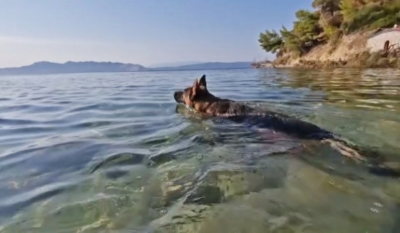Συμβουλές για να αγαπήσει ο σκύλος μας το κολύμπι - Ο νέος νόμος για τα κατοικίδια στην παραλία