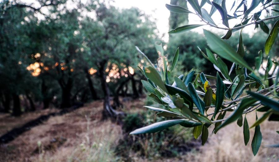 Ελαιόλαδο: Βάζουν GPS μέσα στα δέντρα για να μην τους κλέψουν τον καρπό
