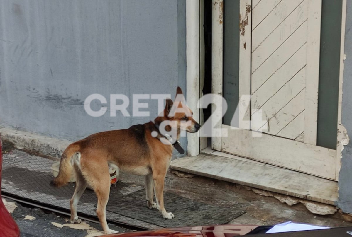«Χάτσικο» στην Κρήτη: Σκύλος περιμένει το νεκρό αφεντικό του έξω από το σπίτι (Εικόνες-Βίντεο)
