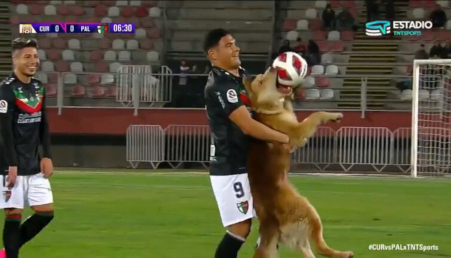 Χιλή: Απίθανος σκυλάκος εισβάλει σε αγωνιστικό χώρο και αρπάζει την μπάλα (Βίντεο)