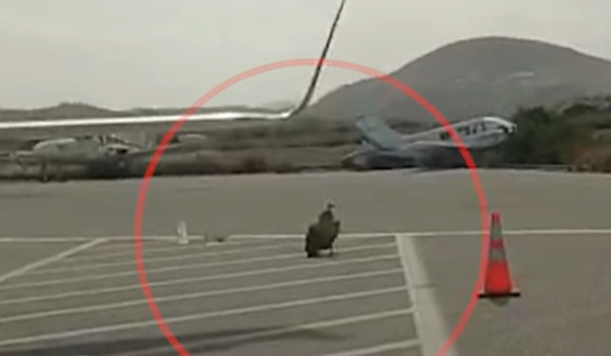 Ηράκλειο: Γύπας προσγειώθηκε στο αεροδρόμιο για να ξεκουραστεί (Βίντεο)