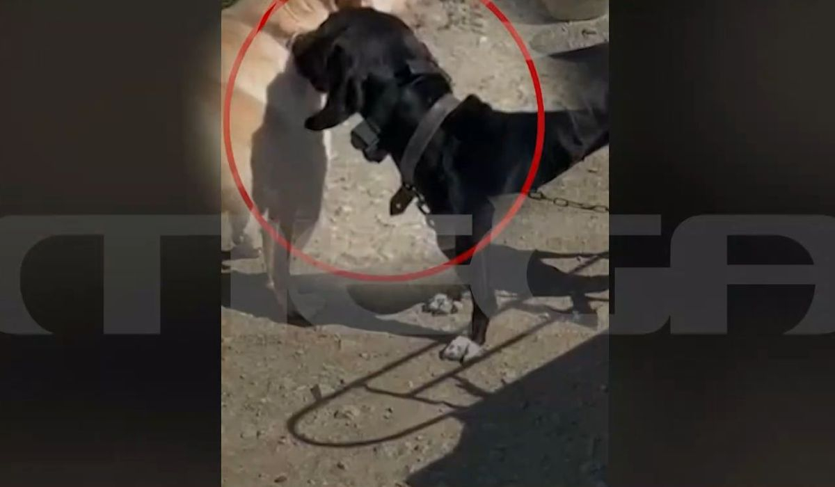 Νέα κακοποίηση ζώου: Βασανίζει το σκυλί του με ηλεκτροσόκ - Βίντεο ντοκουμέντο