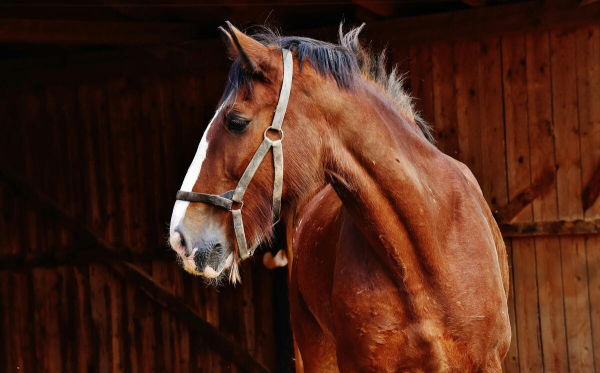 Φρίκη με τα τεμαχισμένα άλογα στα Γρεβενά: Οσα λέει ο ιδιοκτήτης του στάβλου