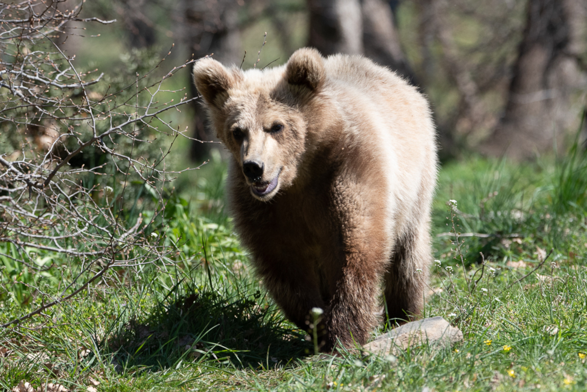 Ο Θωμάς είναι... σπίτι: Η ανακοίνωση του Αρκτούρου για το viral αρκουδάκι