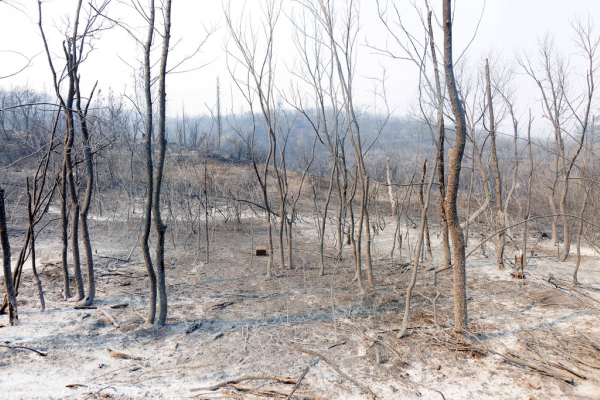 Κρανίου τόπος ο Έβρος - Πάνω από 617.000 στρέμματα η καμένη έκταση